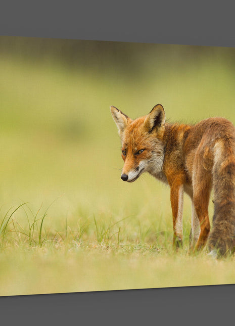 Red fox walking in grass canvas picture print