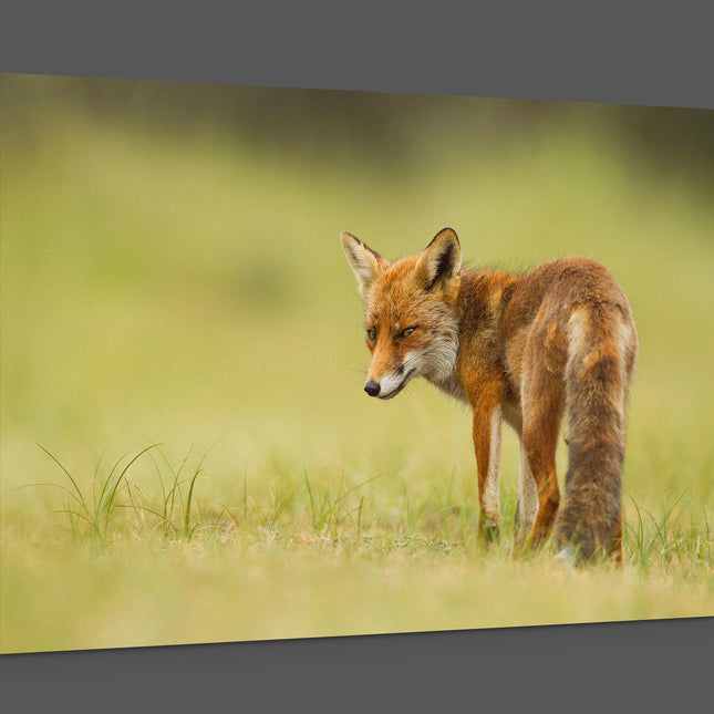 Red fox walking in grass canvas picture print