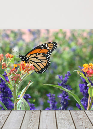 monarch butterfly in wild flowers printed canvas picture print