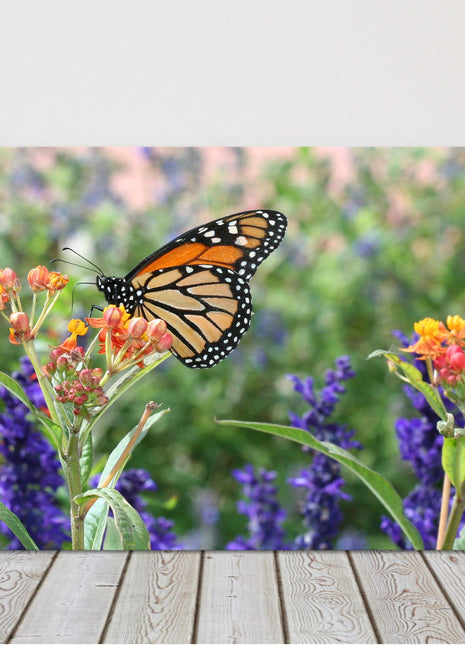 monarch butterfly in wild flowers printed canvas picture print