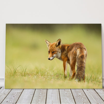 Red fox walking in grass canvas picture print