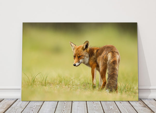 Red fox walking in grass canvas picture print