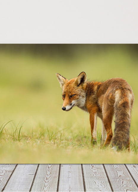 Red fox walking in grass canvas picture print