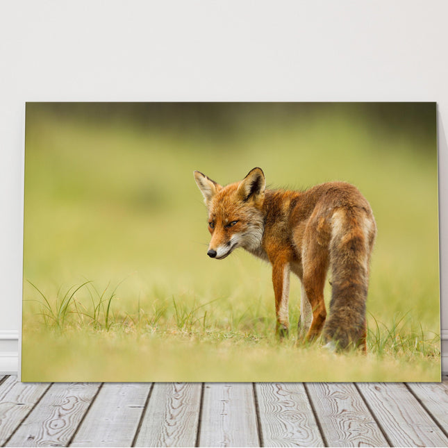 Red fox walking in grass canvas picture print