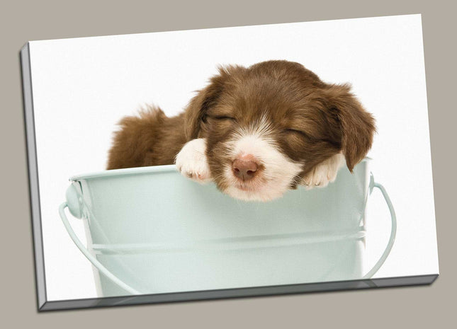 Border Collie Puppy sleeping in a bucket canvas picture print photograph