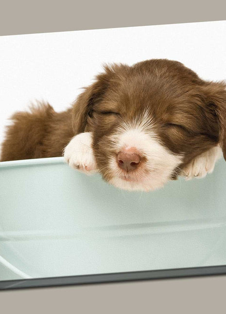 Border Collie Puppy sleeping in a bucket canvas picture print photograph