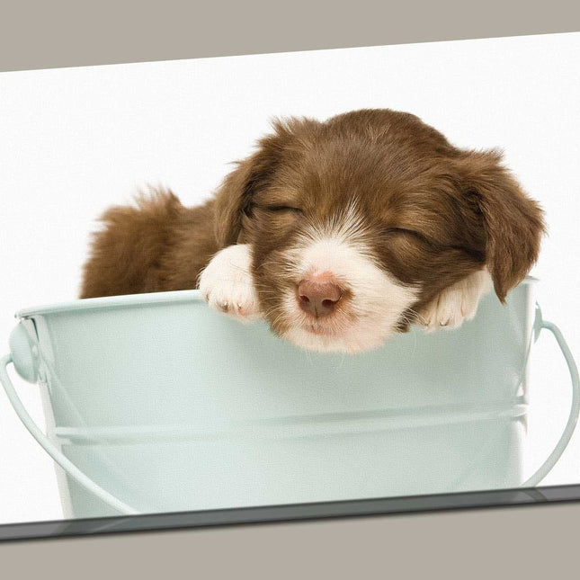 Border Collie Puppy sleeping in a bucket canvas picture print photograph