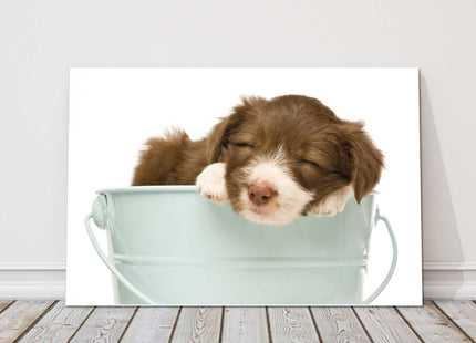 Border Collie Puppy sleeping in a bucket canvas picture print photograph