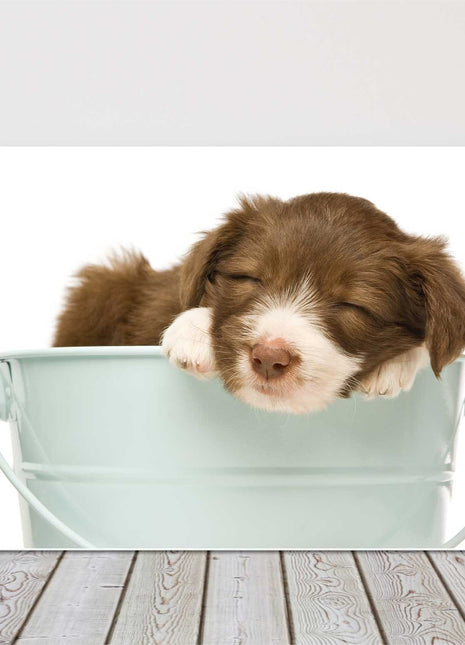 Border Collie Puppy sleeping in a bucket canvas picture print photograph