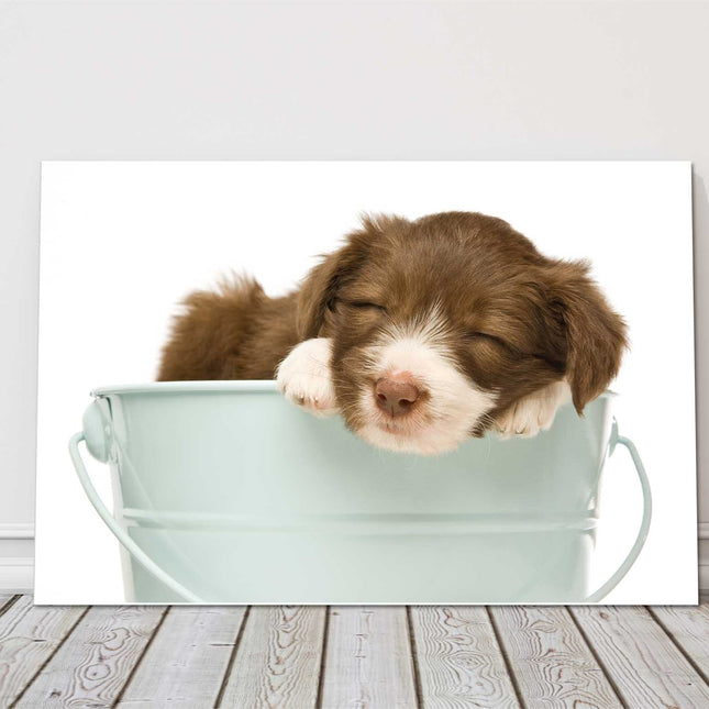 Border Collie Puppy sleeping in a bucket canvas picture print photograph