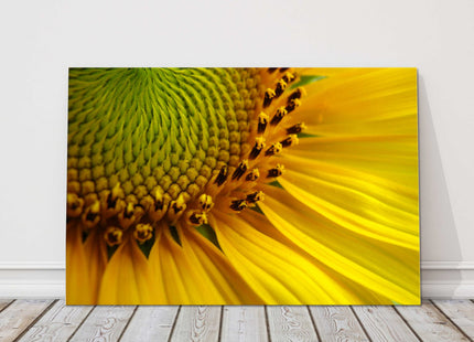 Sunflower close up bright and yellow canvas picture print