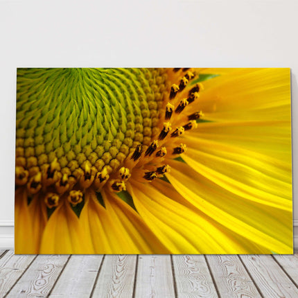 Sunflower close up bright and yellow canvas picture print