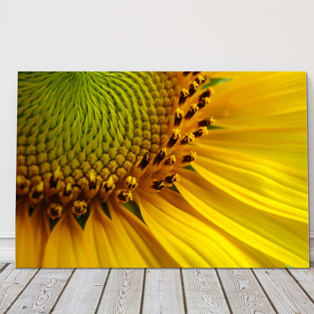 Sunflower close up bright and yellow canvas picture print