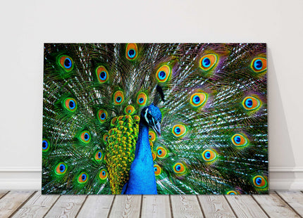 Peacock in plumage. Display of feathers colours, printed canvas picture.
