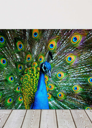 Peacock in plumage. Display of feathers colours, printed canvas picture.