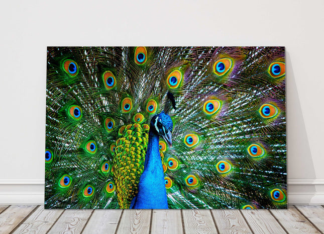 Peacock in plumage. Display of feathers colours, printed canvas picture.