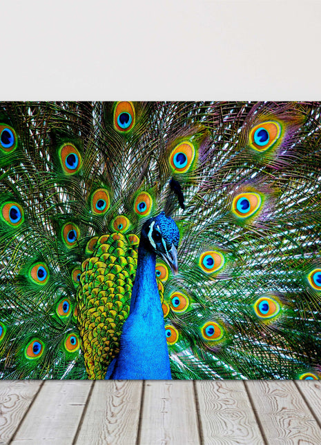Peacock in plumage. Display of feathers colours, printed canvas picture.