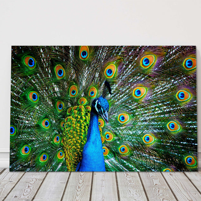 Peacock in plumage. Display of feathers colours, printed canvas picture.