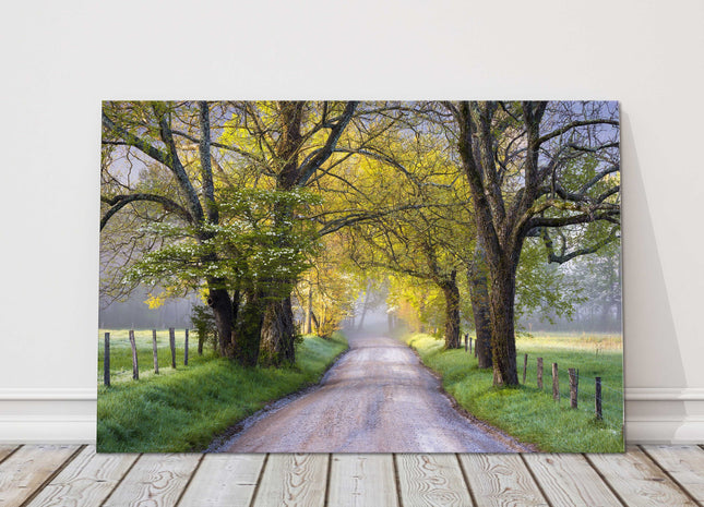 Tree lined path. Seasonal colours. Canvas picture Print.