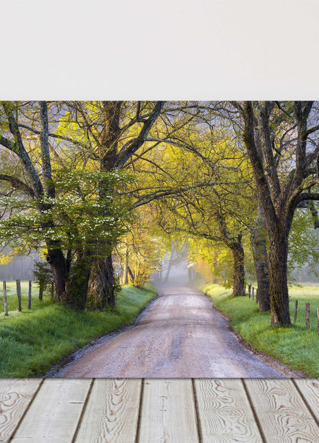 Tree lined path. Seasonal colours. Canvas picture Print.