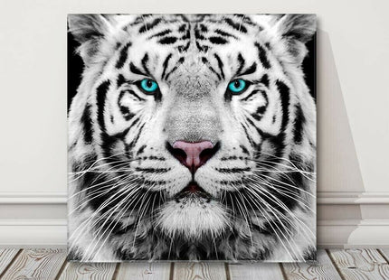 White Siberian Tiger, canvas picture print. A choice of sizes available Wall Art