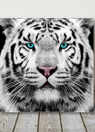White Siberian Tiger, canvas picture print. A choice of sizes available Wall Art