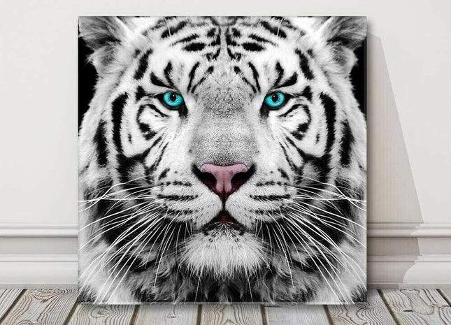 White Siberian Tiger, canvas picture print. A choice of sizes available Wall Art