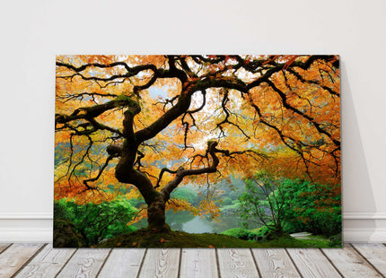 stunning maple tree autumn colours canvas picturep print landscape