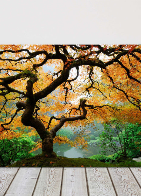 stunning maple tree autumn colours canvas picturep print landscape