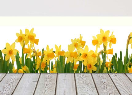 Spring Daffodils panoramic canvas picture print. Choice of sizes available