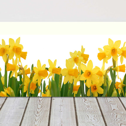Spring Daffodils panoramic canvas picture print. Choice of sizes available