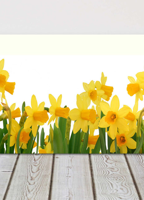 Spring Daffodils panoramic canvas picture print. Choice of sizes available