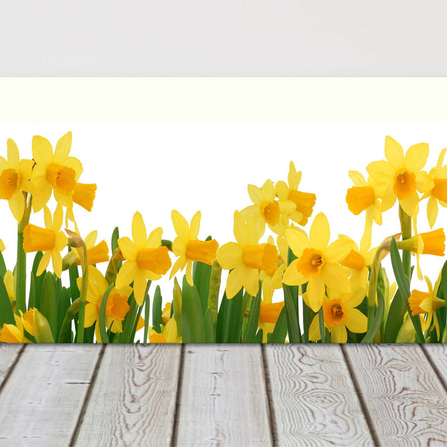 Spring Daffodils panoramic canvas picture print. Choice of sizes available