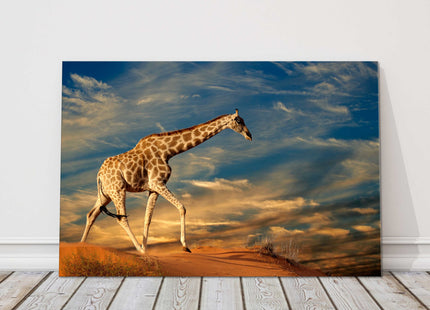 Giraffe walking on the sand dunes. Printed Canvas picture print. Wildlife image.