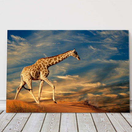 Giraffe walking on the sand dunes. Printed Canvas picture print. Wildlife image.