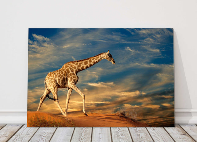Giraffe walking on the sand dunes. Printed Canvas picture print. Wildlife image.