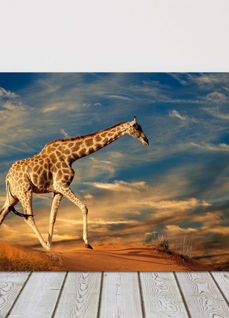 Giraffe walking on the sand dunes. Printed Canvas picture print. Wildlife image.