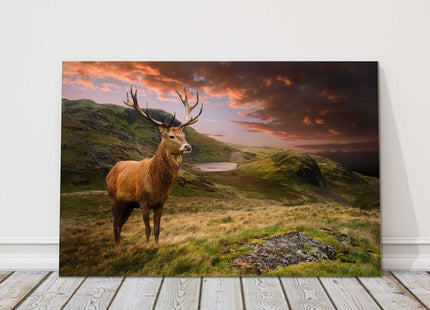 Red deer stag in the sunset on a mountain landscape canvas picture print