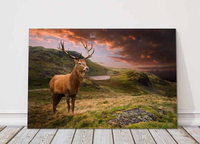 Red deer stag in the sunset on a mountain landscape canvas picture print