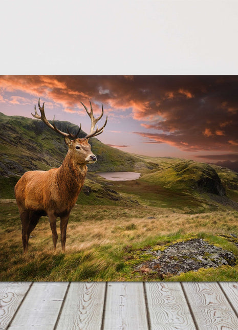 Red deer stag in the sunset on a mountain landscape canvas picture print