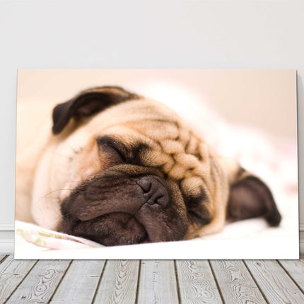 Sleeping Pug Dog. Photograph printed on a canvas.