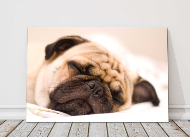 Sleeping Pug Dog. Photograph printed on a canvas.