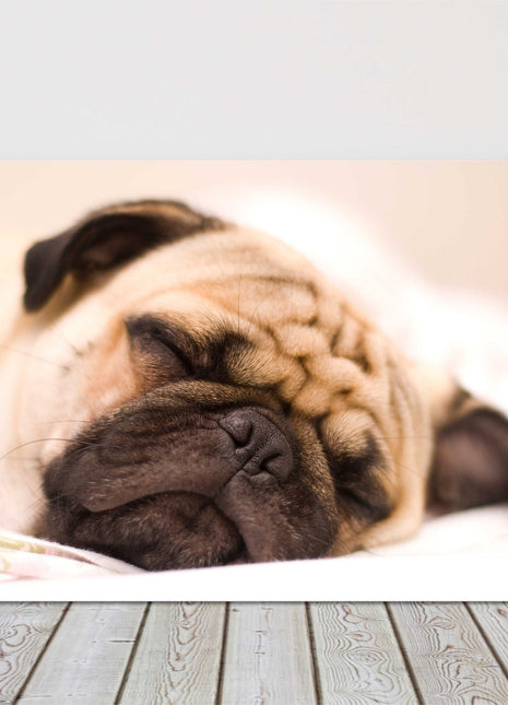 Sleeping Pug Dog. Photograph printed on a canvas.