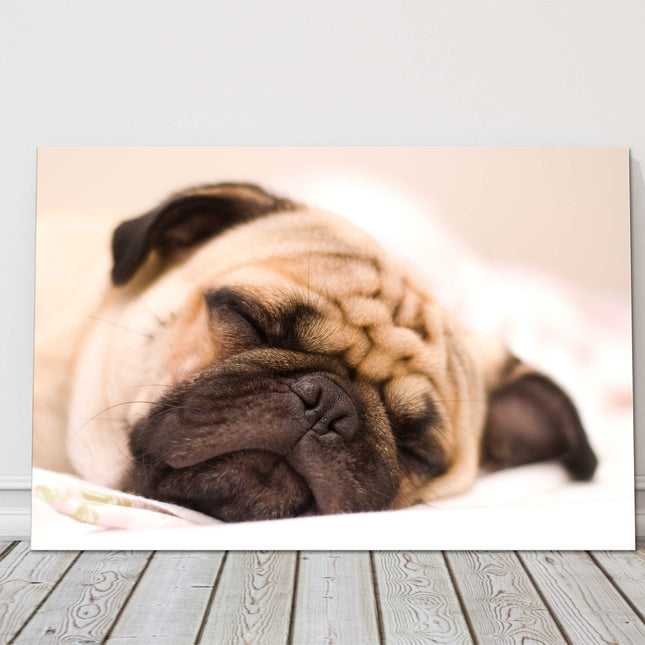 Sleeping Pug Dog. Photograph printed on a canvas.