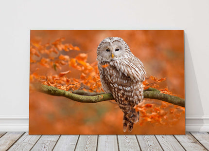 Ural Owl sitting on a tree branch, Orange leaves oak forest, Sweden. Canvas picture print