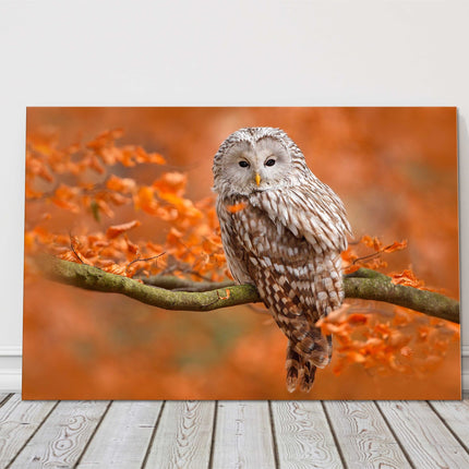 Ural Owl sitting on a tree branch, Orange leaves oak forest, Sweden. Canvas picture print