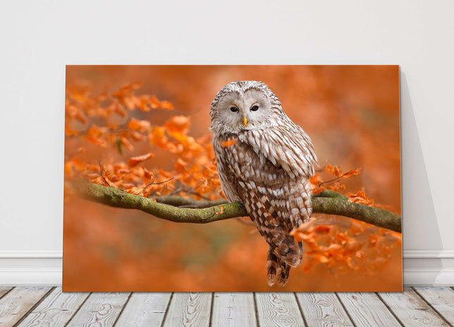 Ural Owl sitting on a tree branch, Orange leaves oak forest, Sweden. Canvas picture print
