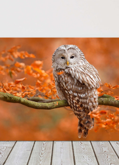 Ural Owl sitting on a tree branch, Orange leaves oak forest, Sweden. Canvas picture print