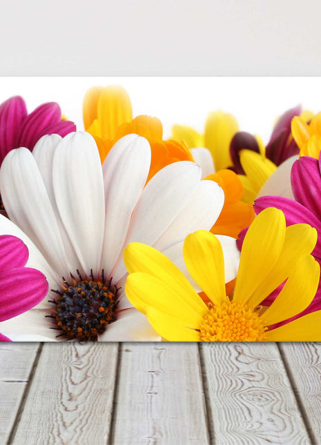 Colourful Spring daisy panoramic canvas picture print