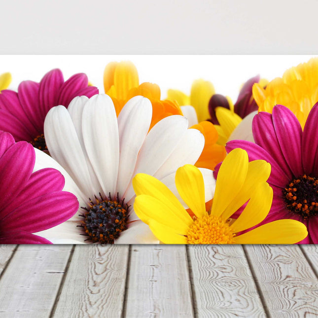 Colourful Spring daisy panoramic canvas picture print